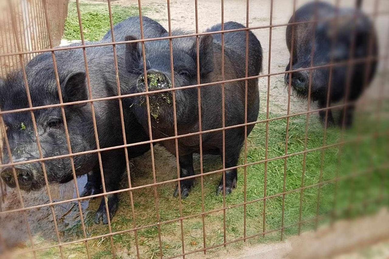 Casa Rural Finca Real De Niebla المظهر الخارجي الصورة