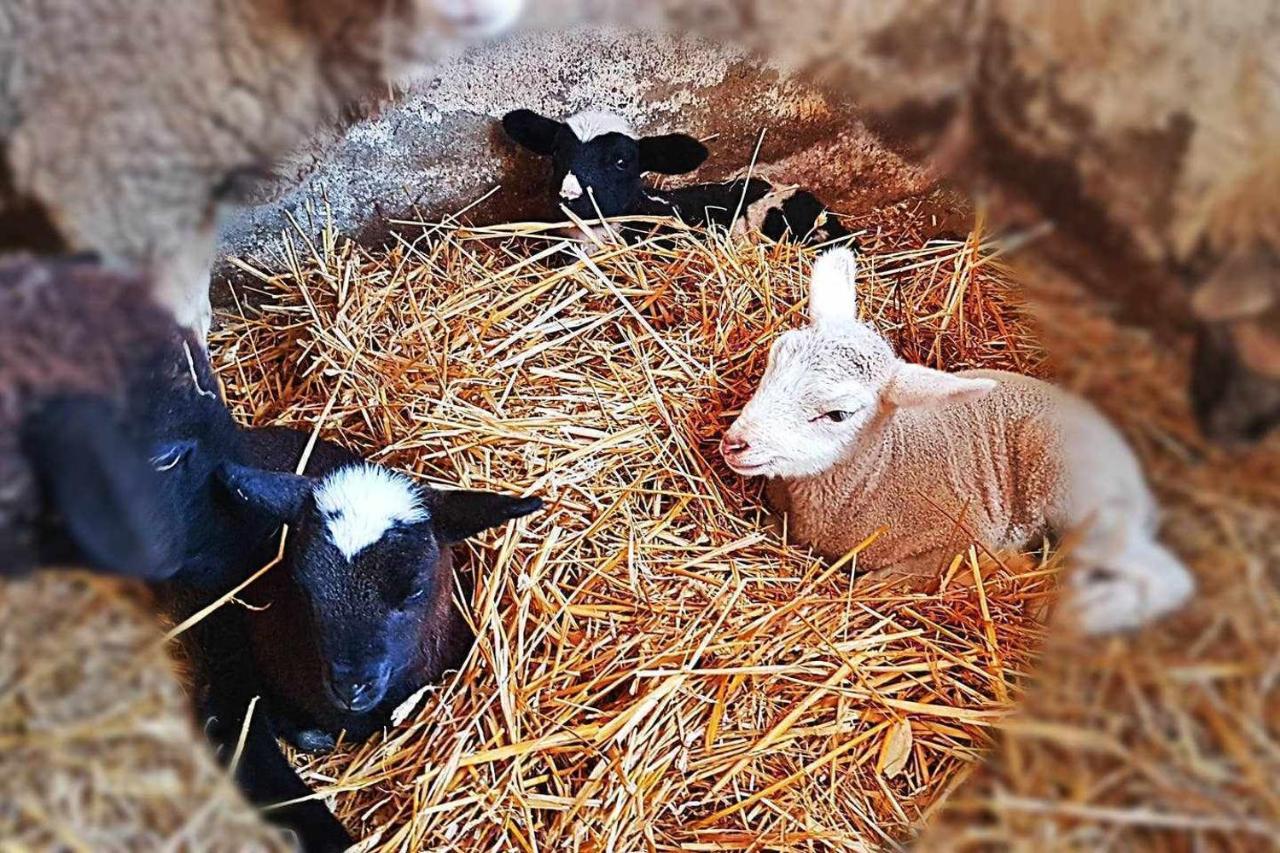 Casa Rural Finca Real De Niebla المظهر الخارجي الصورة